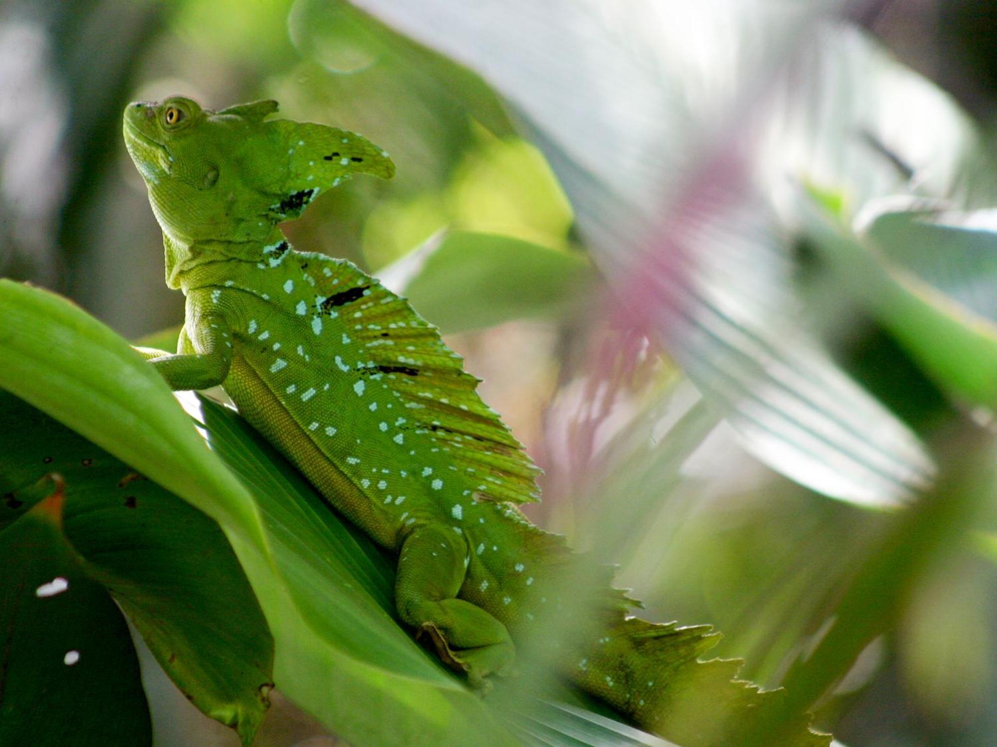 El Colibri Lodge Manzanillo  Zewnętrze zdjęcie