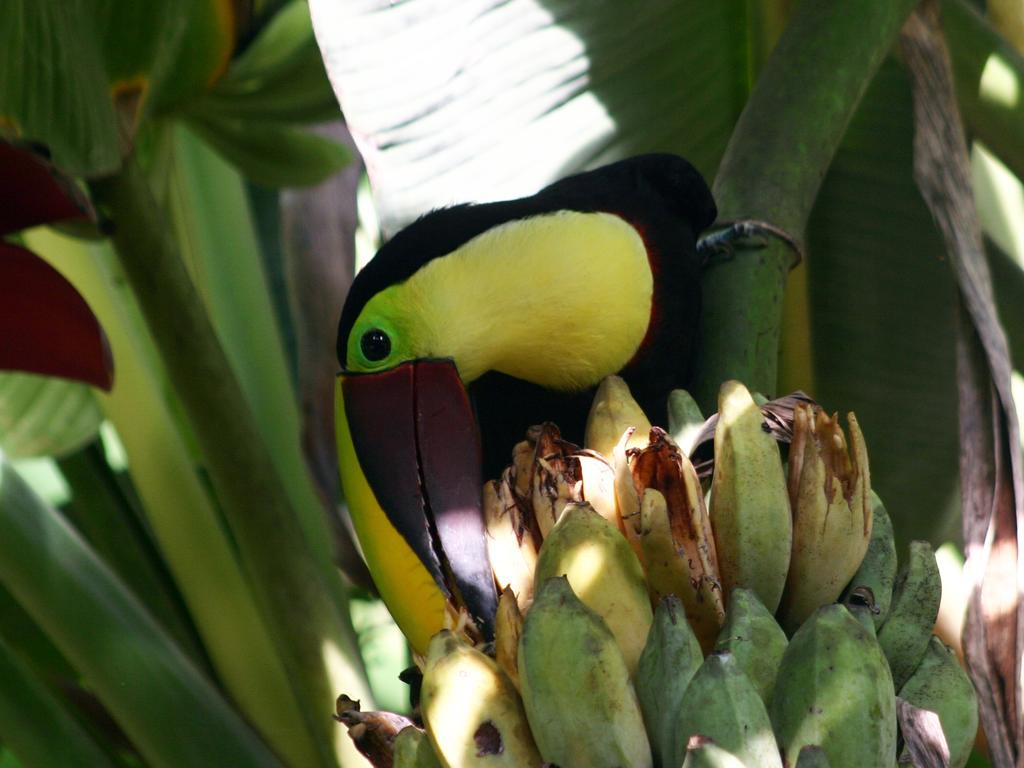 El Colibri Lodge Manzanillo  Zewnętrze zdjęcie