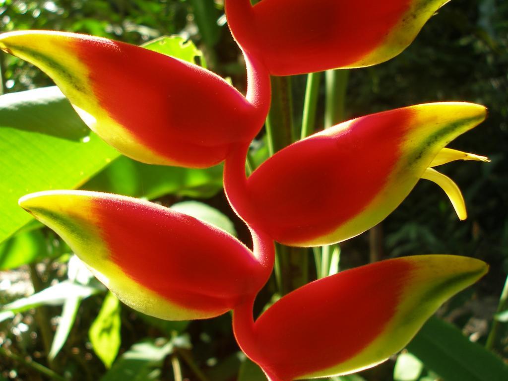 El Colibri Lodge Manzanillo  Zewnętrze zdjęcie