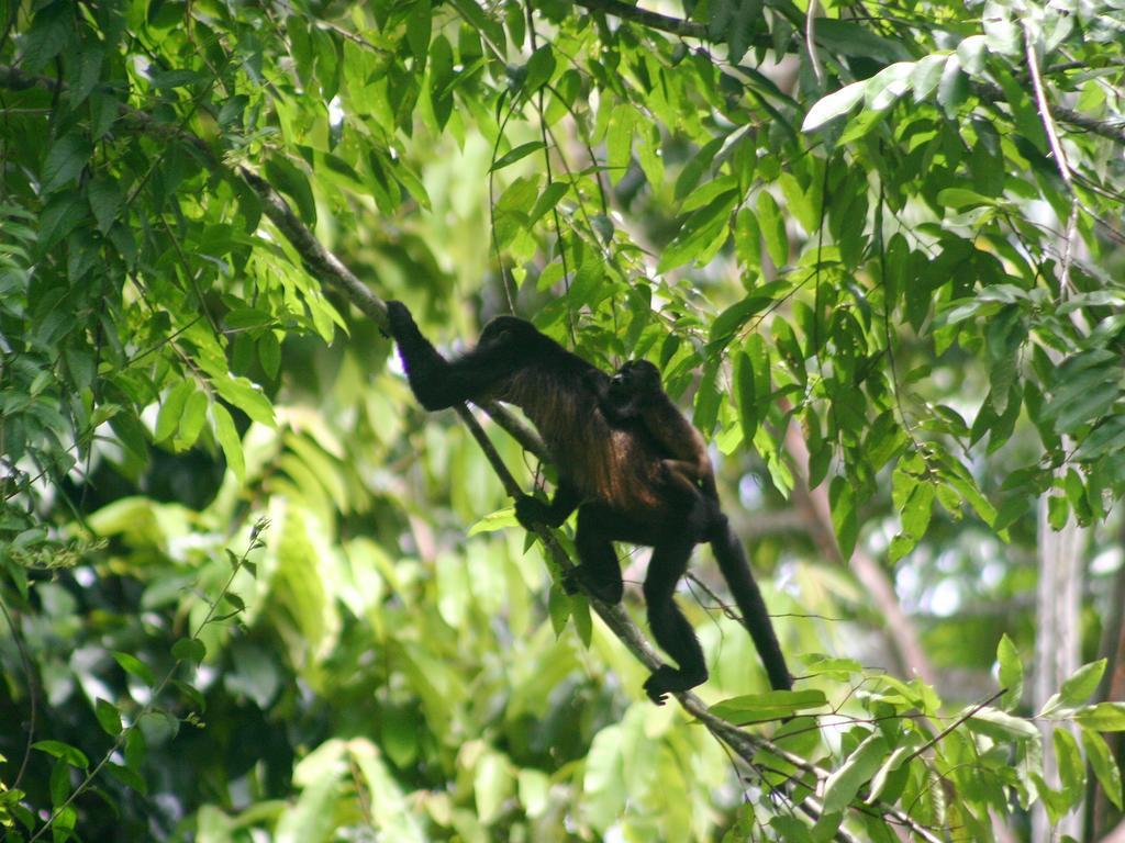 El Colibri Lodge Manzanillo  Zewnętrze zdjęcie