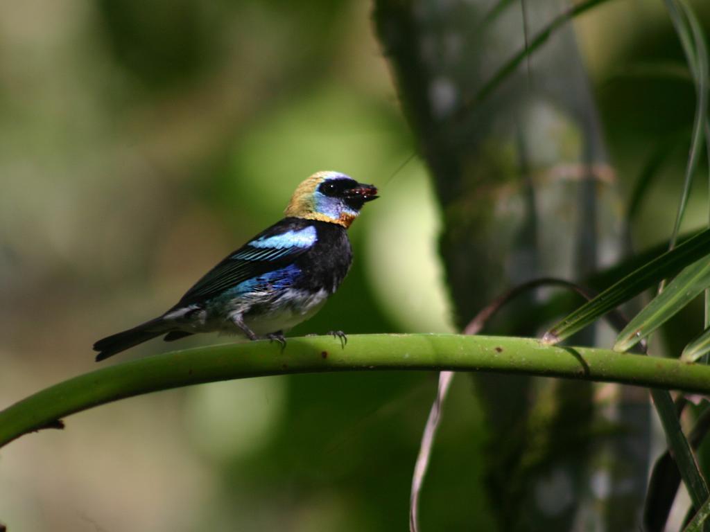 El Colibri Lodge Manzanillo  Zewnętrze zdjęcie