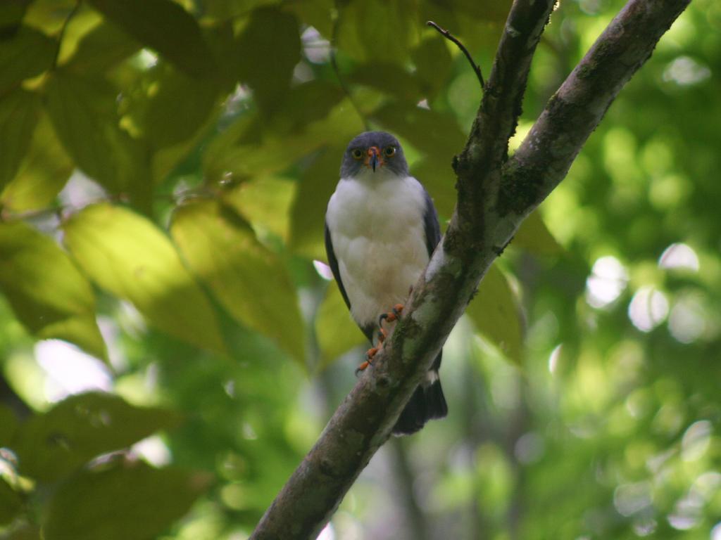 El Colibri Lodge Manzanillo  Zewnętrze zdjęcie