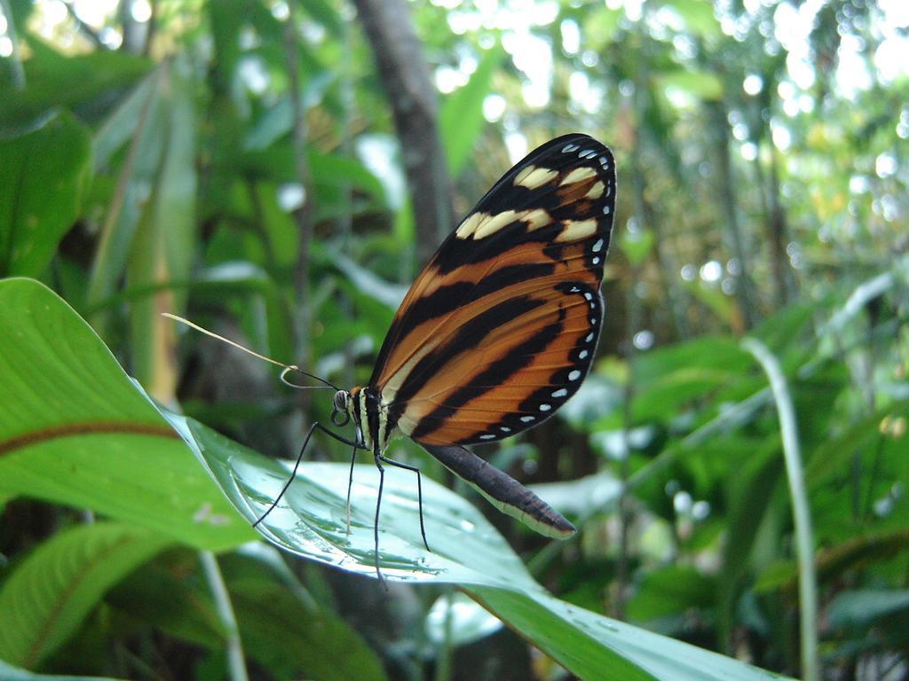 El Colibri Lodge Manzanillo  Zewnętrze zdjęcie