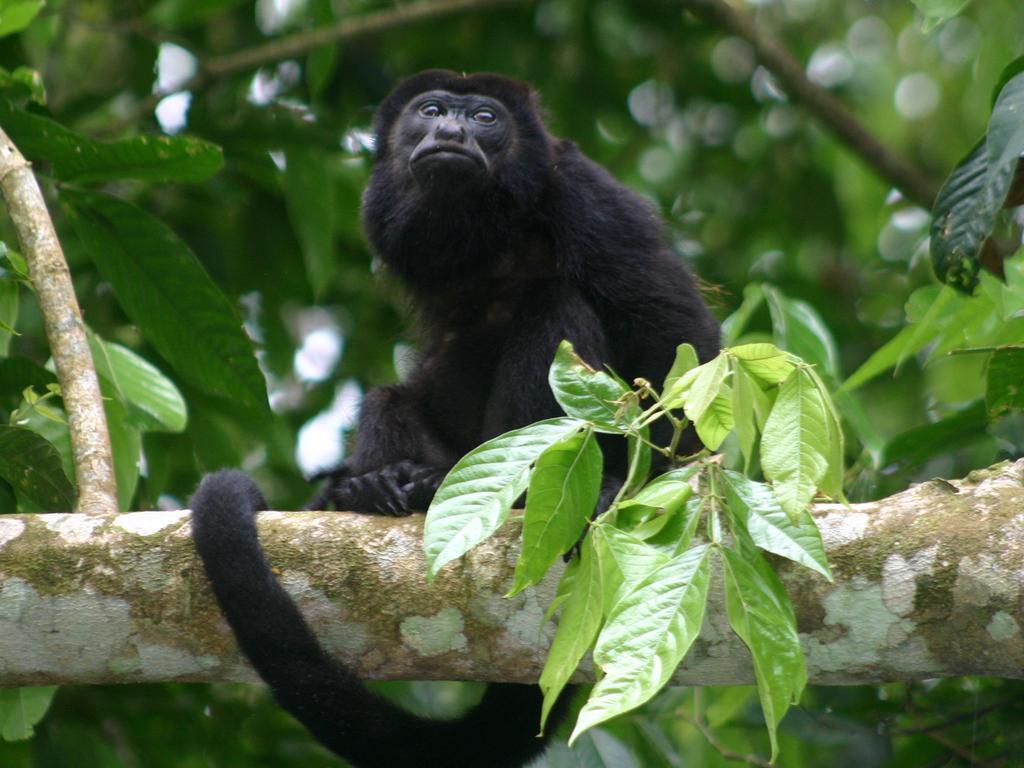 El Colibri Lodge Manzanillo  Zewnętrze zdjęcie